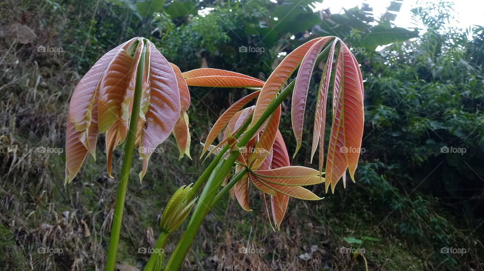 NATURE BRANCH ENVIRONMENT