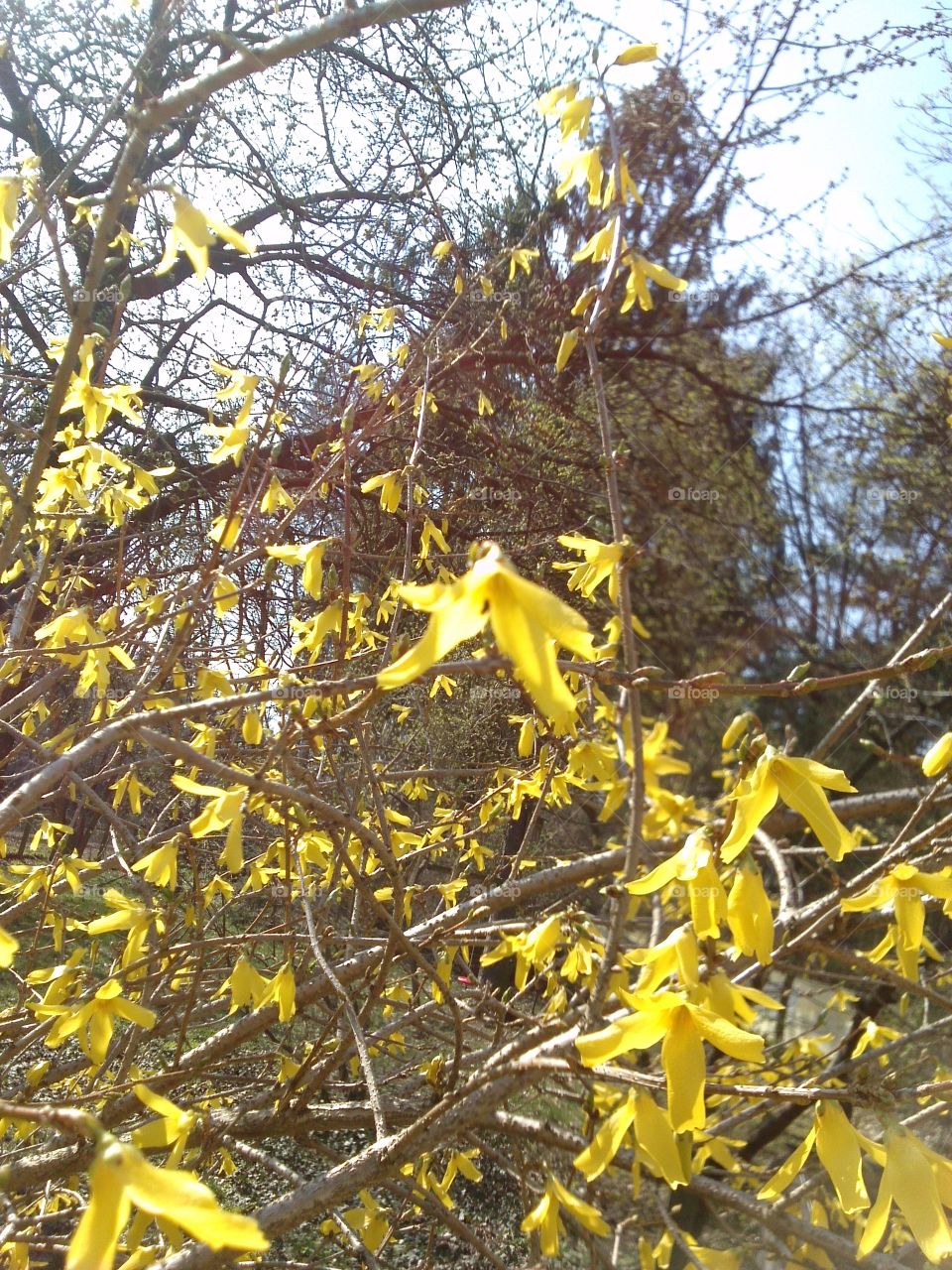 blooming forsythia