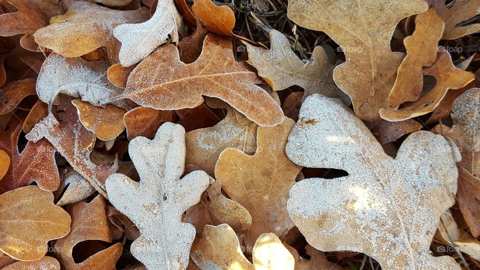 My favorite part of Winter is taking pictures of frost, ice, and snow.