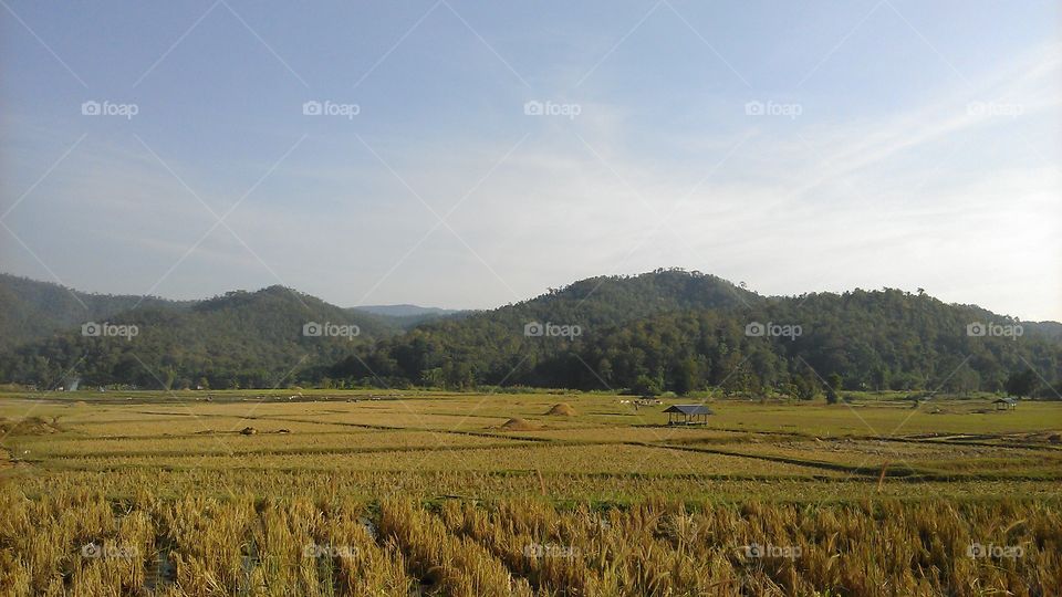 rice field at Lamphun Thailand