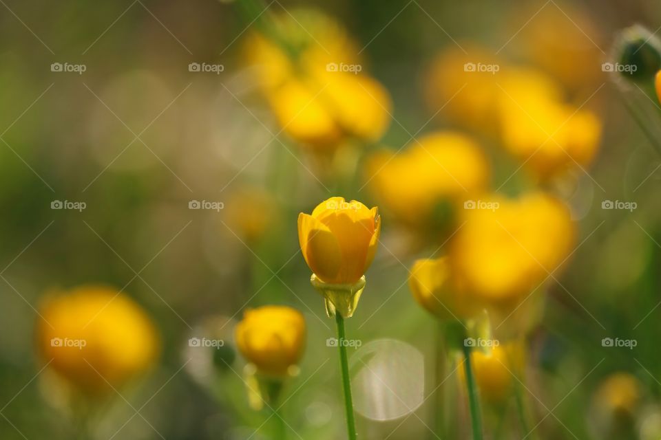 buttercups