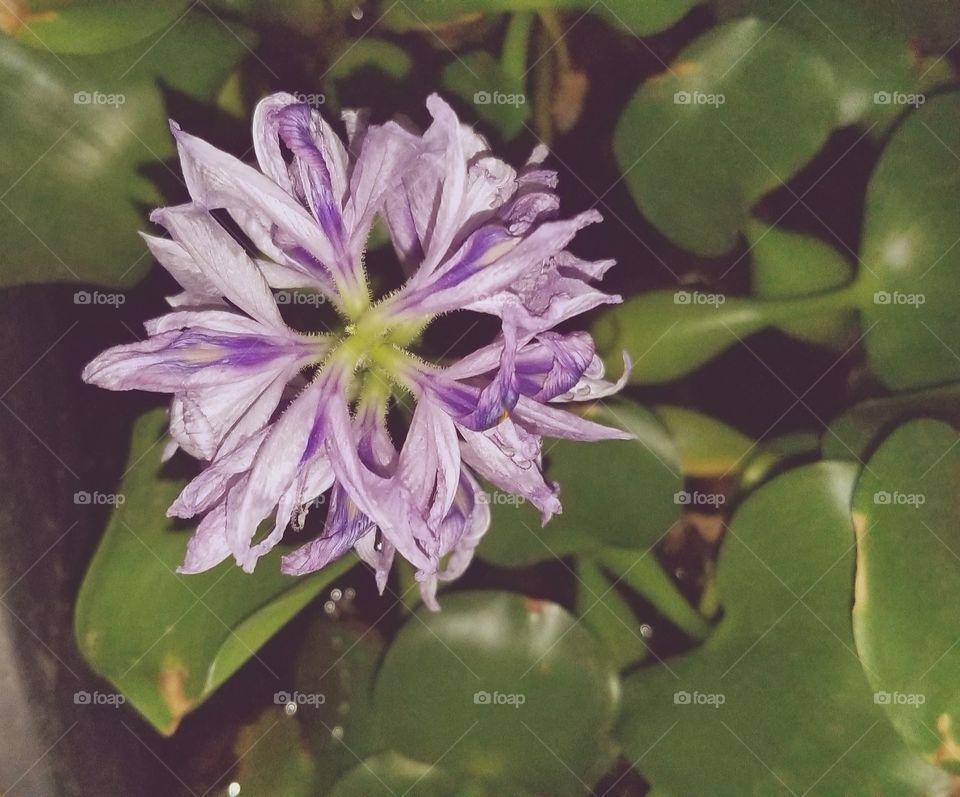 Water  Hyacinth bloom is elliptical from overhead.
