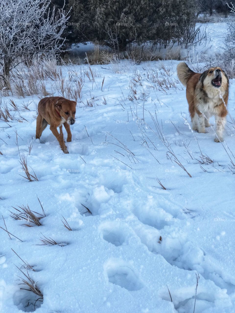 Out for our morning walk this morning. But I’m pretty sure Trixie isn’t awake yet, as I caught her mid yawn. Maybe she needs a coffee this morning too!