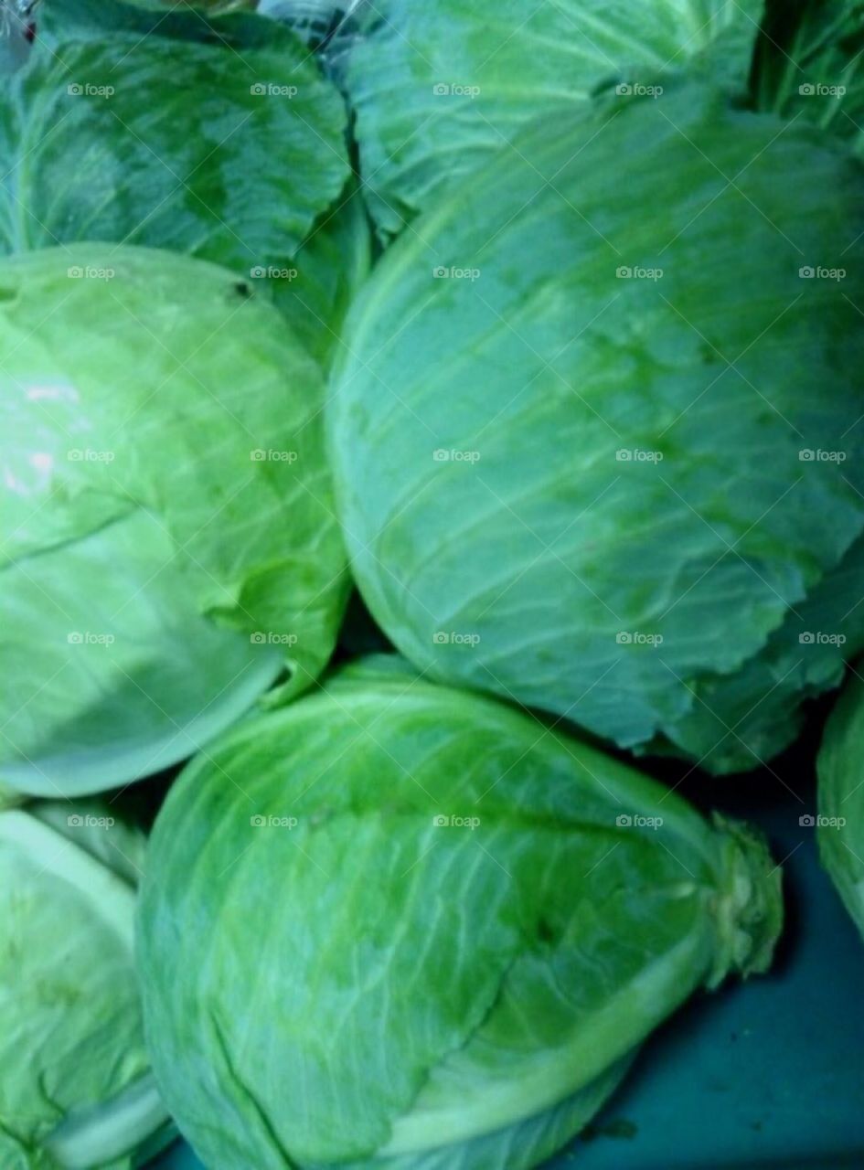 Cabbage 