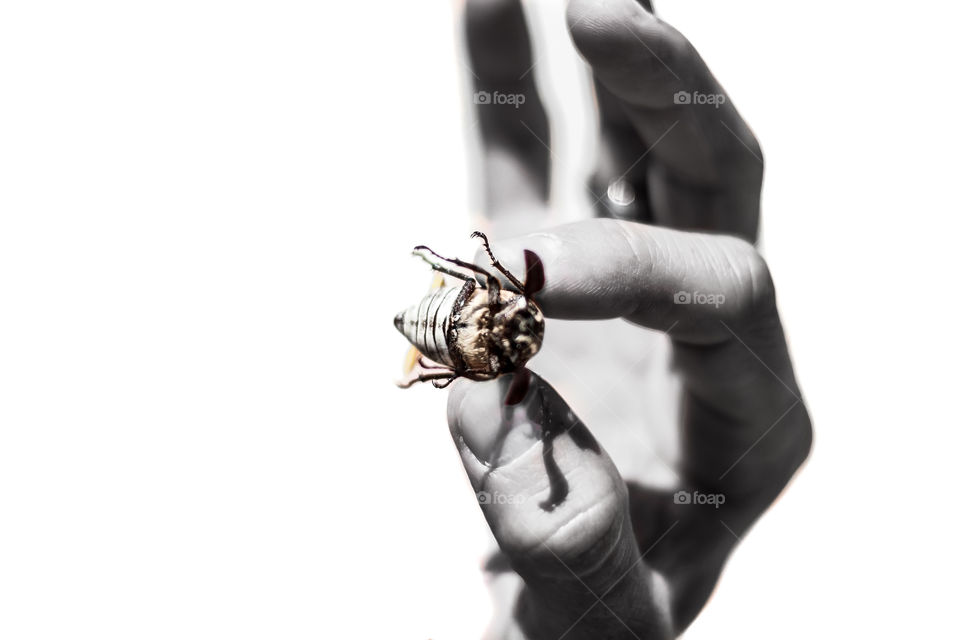 Hand hold a beetle 