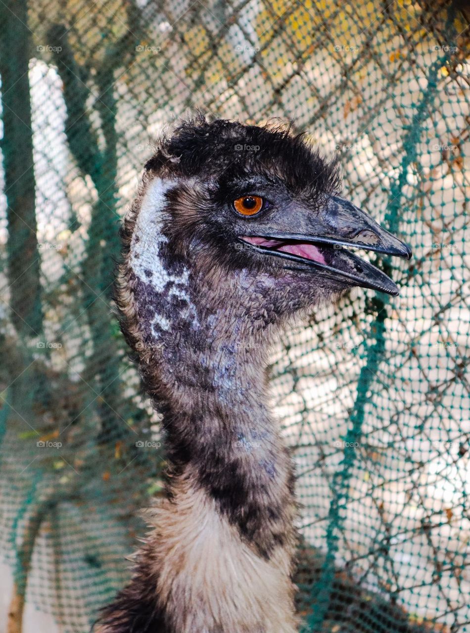 emu