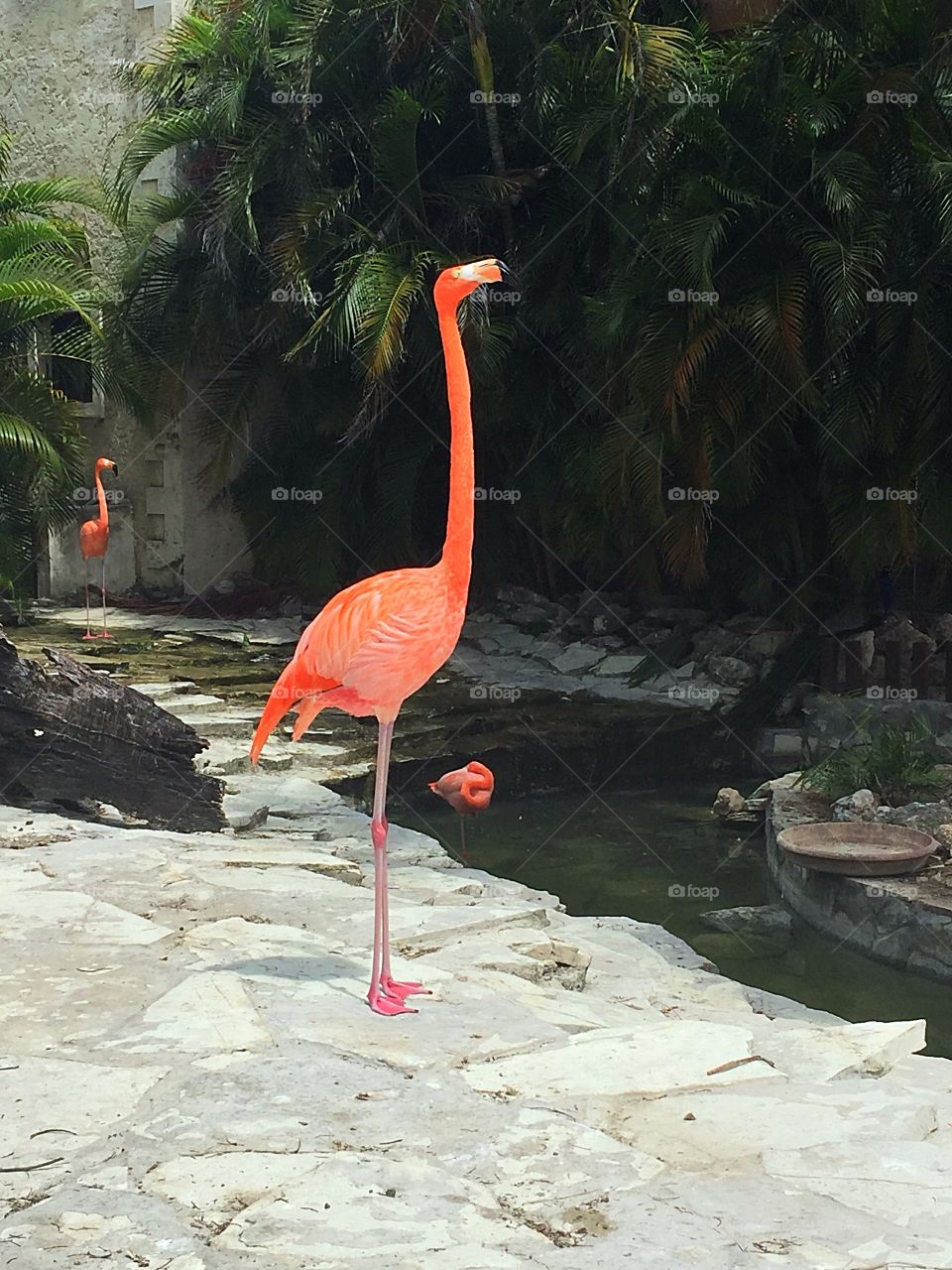 Pink flamingo