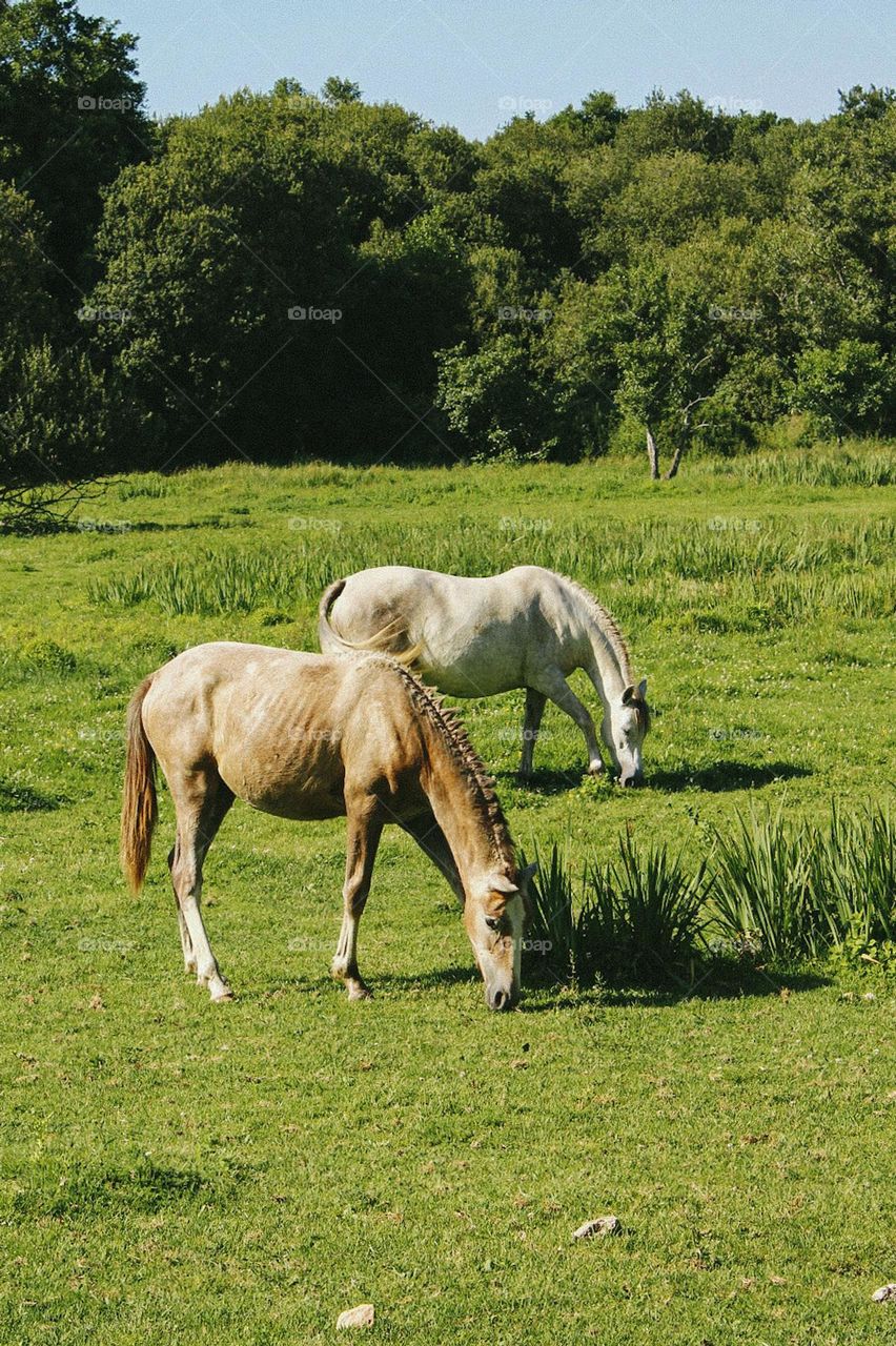 horses