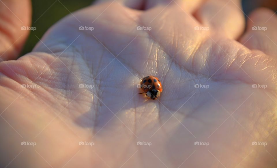 small ladybug on a hand in the solar light