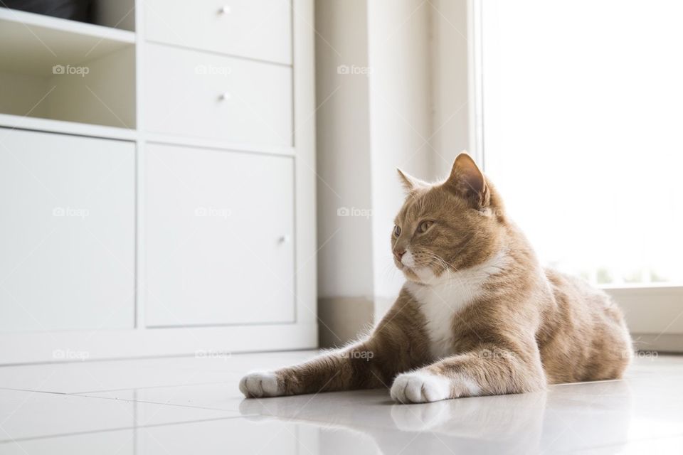 Ginger cat in bright floor at home