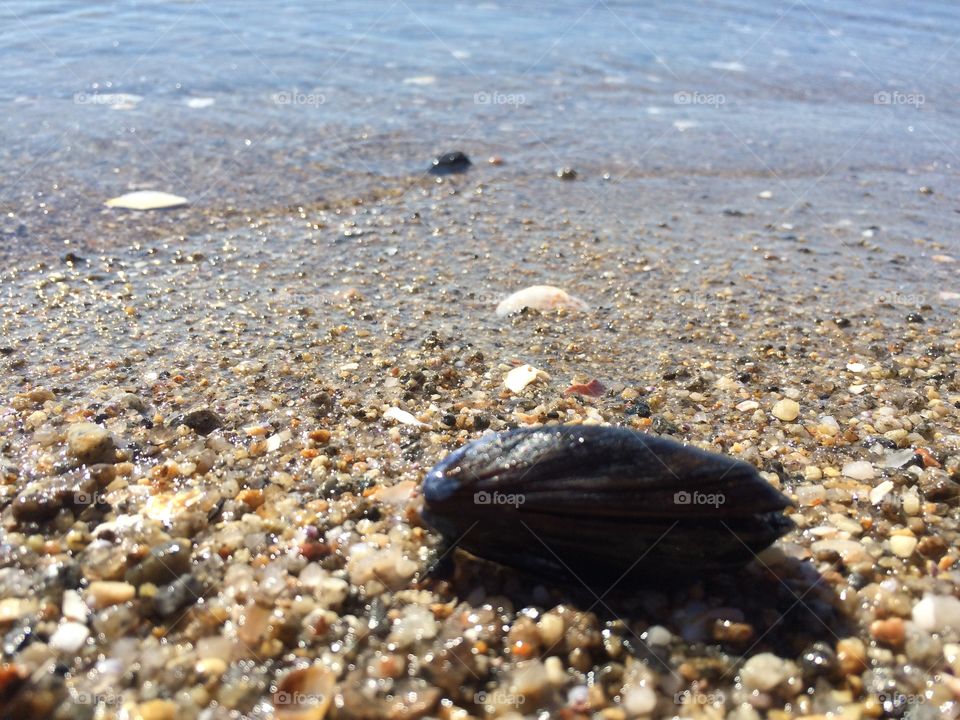 Mussel in Motion / Bridgeport Beach. Blue Mussel, Mytilus edulis, at Seaside Park in Bridgeport, CT