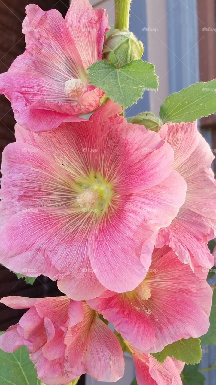 my Pink Hollyhocks. they are very hardy to com back every year