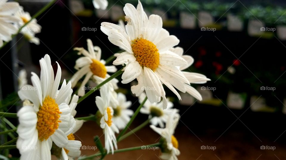 Daisies