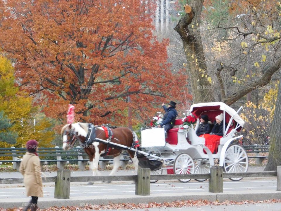 Carriage in Central Park