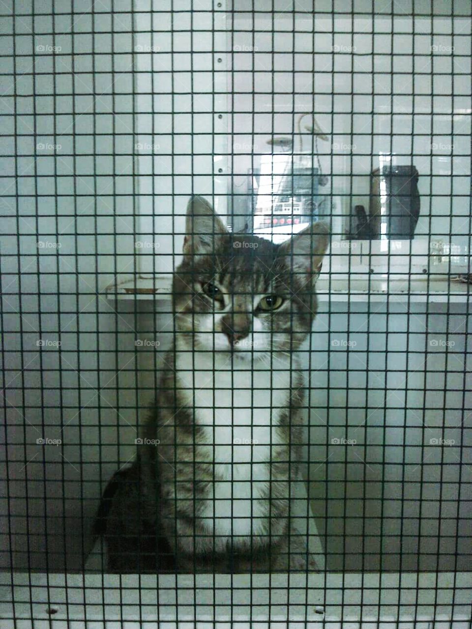 Cat in a cage? Or human in a cage?
