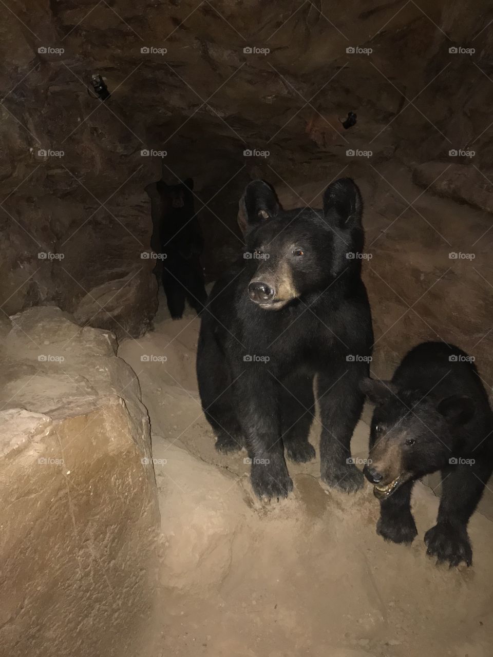 Mama bear and her two cubs. One doesn’t seem too happy! But very beautiful and extremely photogenic.
