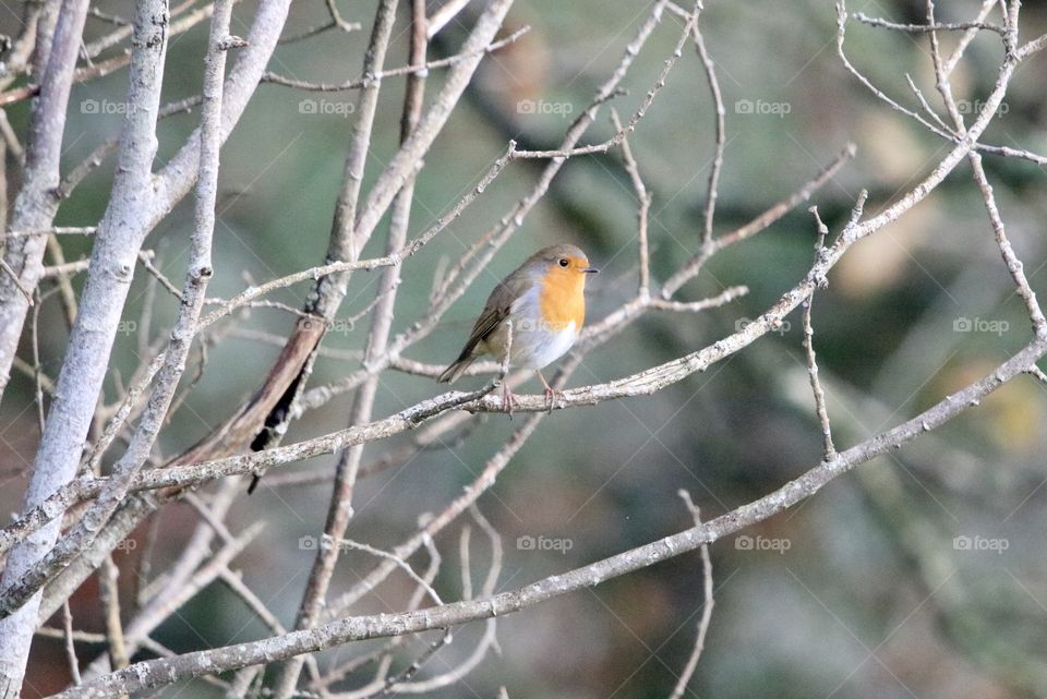 lonely ruby ​​on the tree like the last autumn leaf;)
