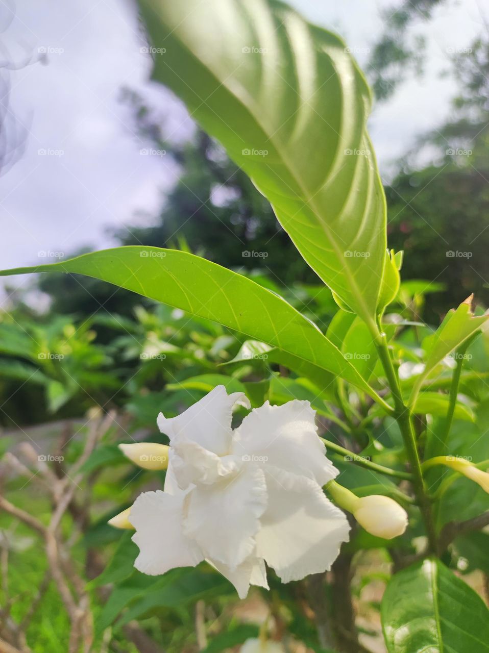 Tabernaemontana divaricata