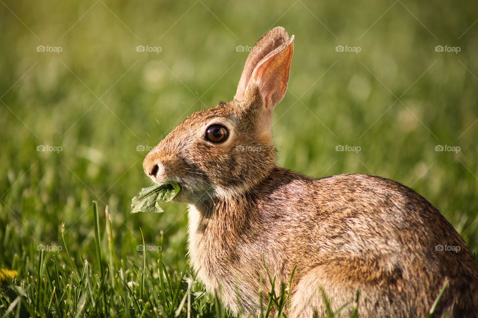 Wild rabbit 