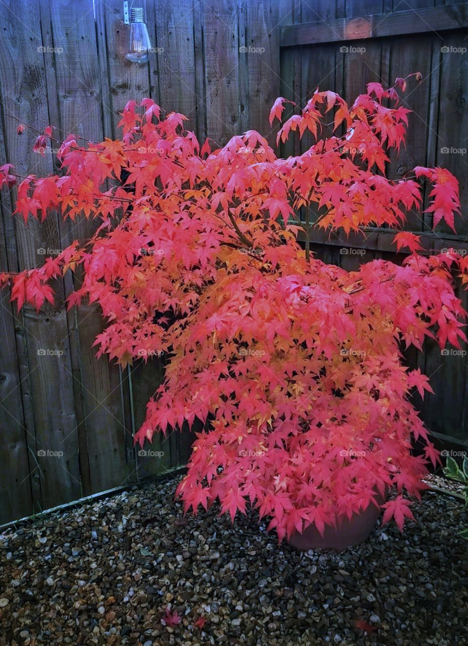 Japanese Acer