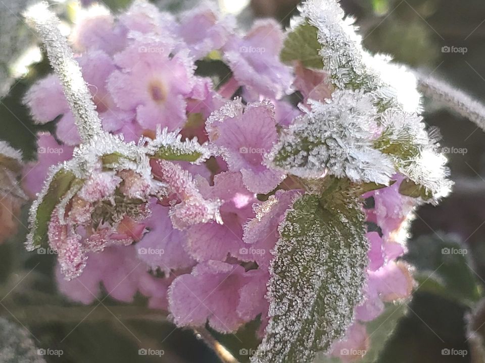 The winter white frost beautifully coats a lavender Lantana cluster of flowers and leaves.