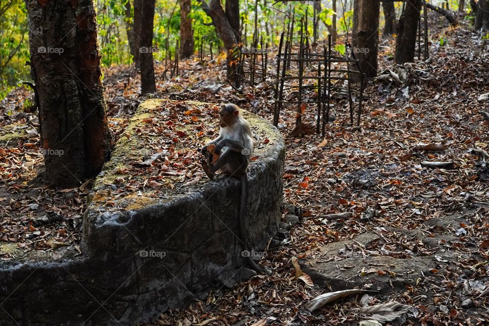 Battle : Country side vs City 