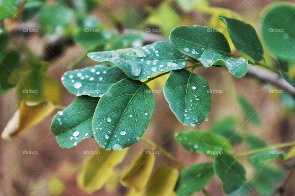 Wet leaves