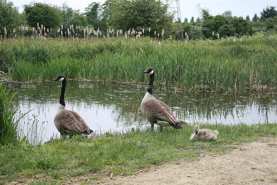 Gooses family on the lake 