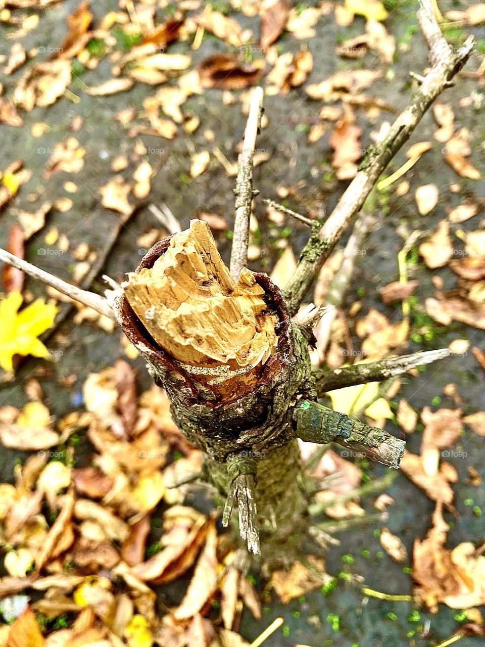 #broken #tree
#branch #bark #sad
#autumn #