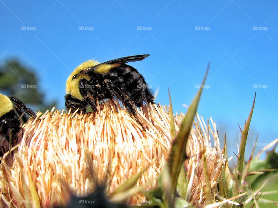 bubble bee on white flowers