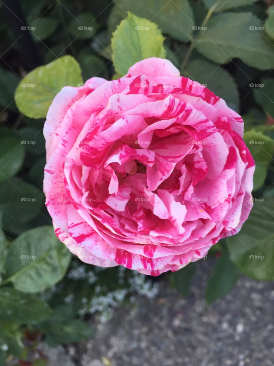 Beautiful blossom 
