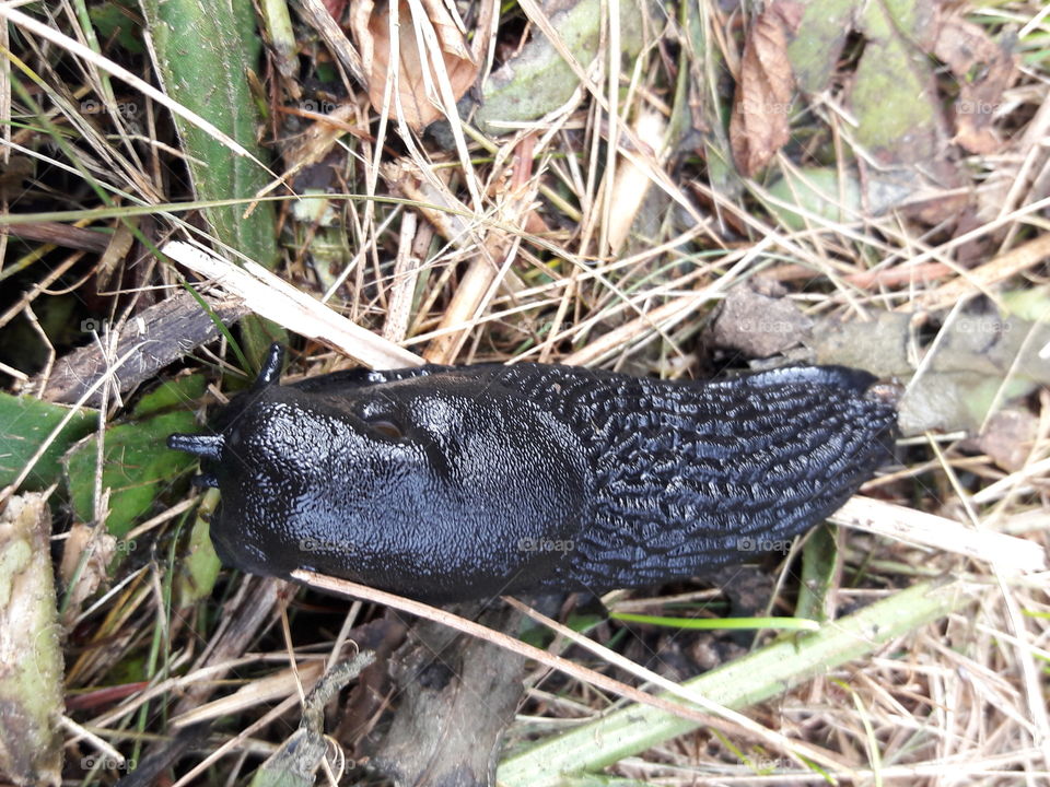 Slug