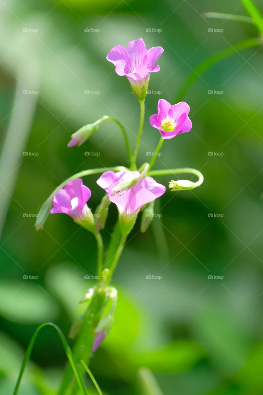 pink flowers