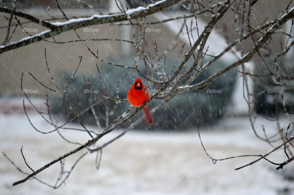 An early April snowfall in Missouri accentuates the deep red color of the Cardinal. 