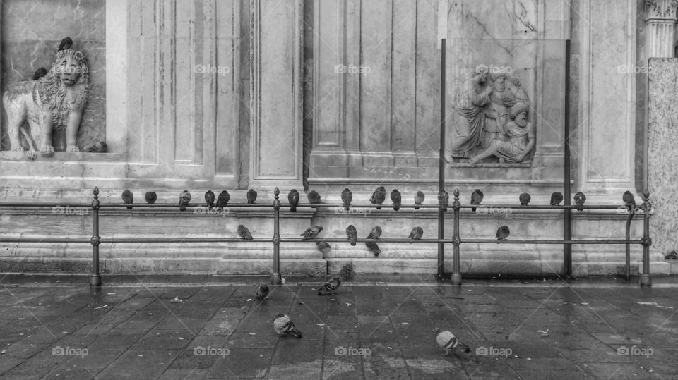 Pigeons in Venice