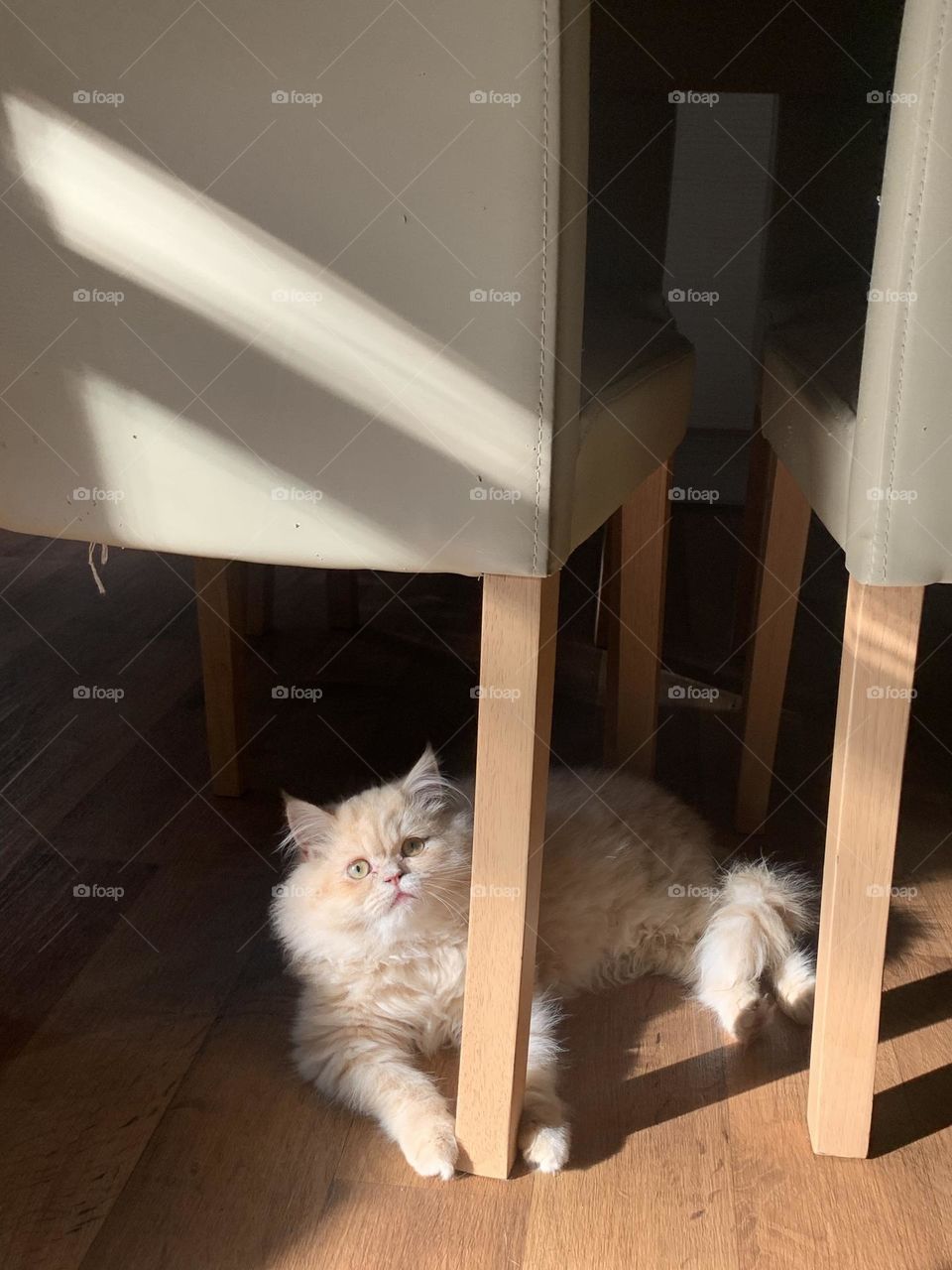 Oliver Twist the Persian house cat 