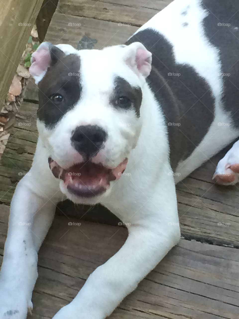 Black & white puppy 