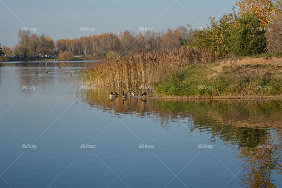 lake beautiful nature landscape and birds  autumn time blue sky background