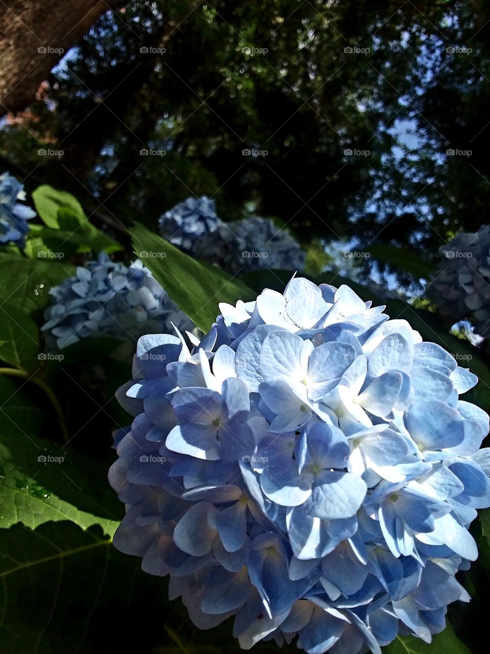 late afternoon sunshine and shadows cast on the Hydrangea