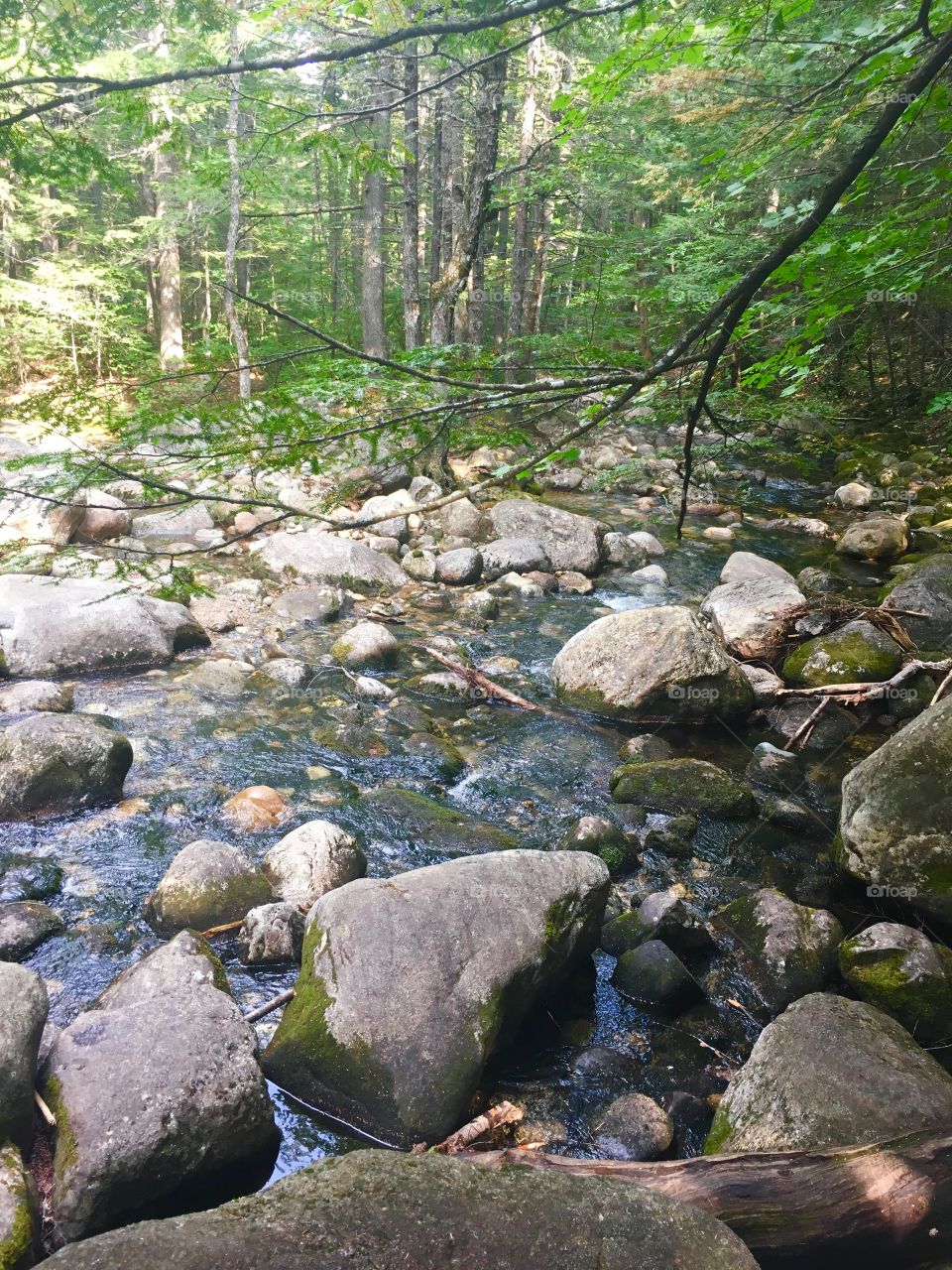 Stream in the woods 