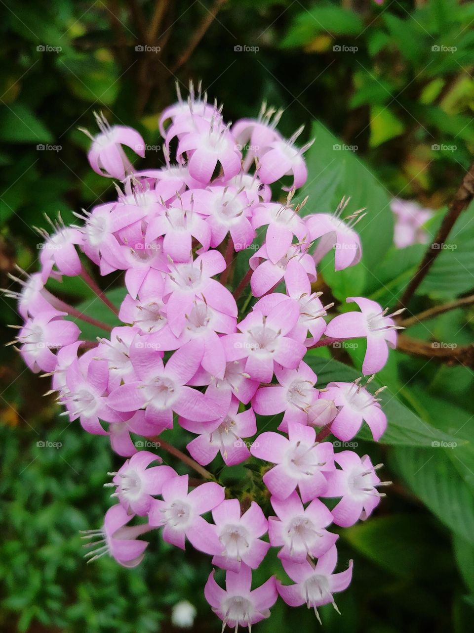 garden flowers captured