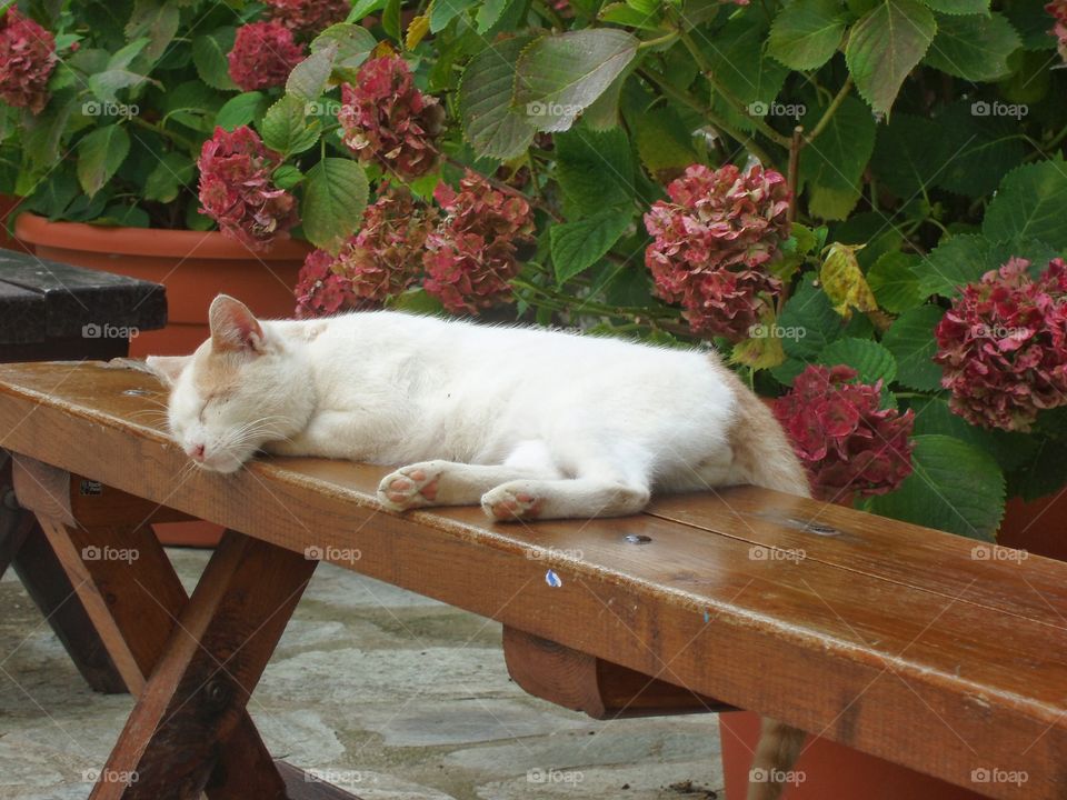 Cat sleeping