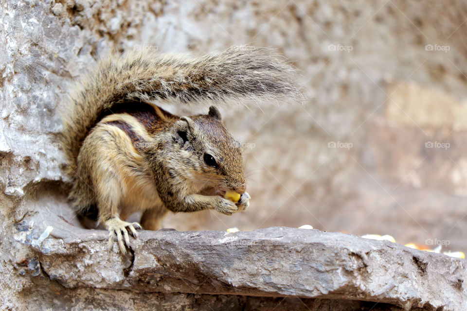 A beautiful squirrel