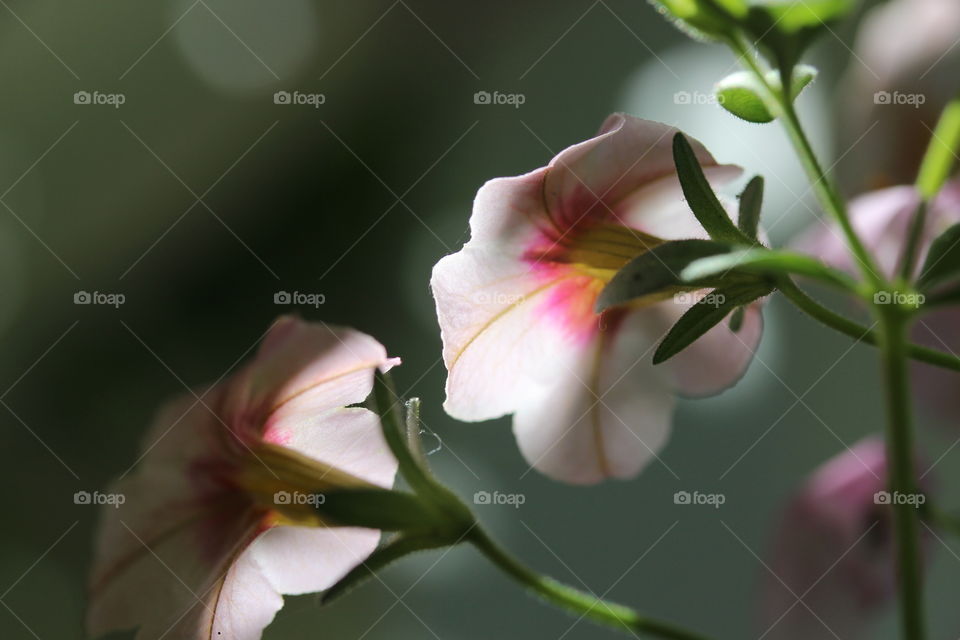 Close-up of a flowers blooming