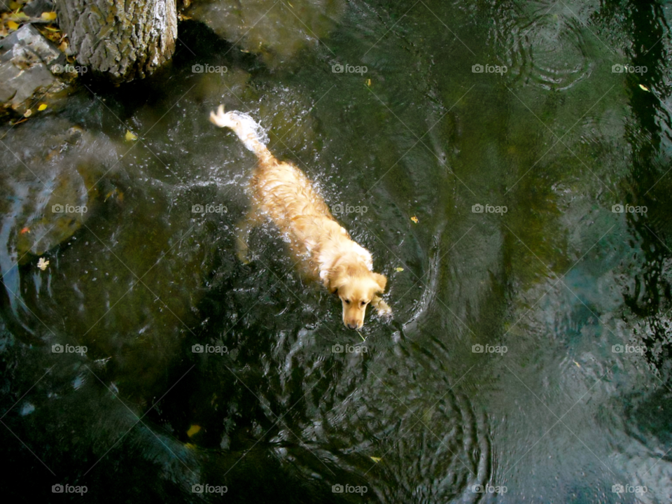 dog water rocks ripples by _tay