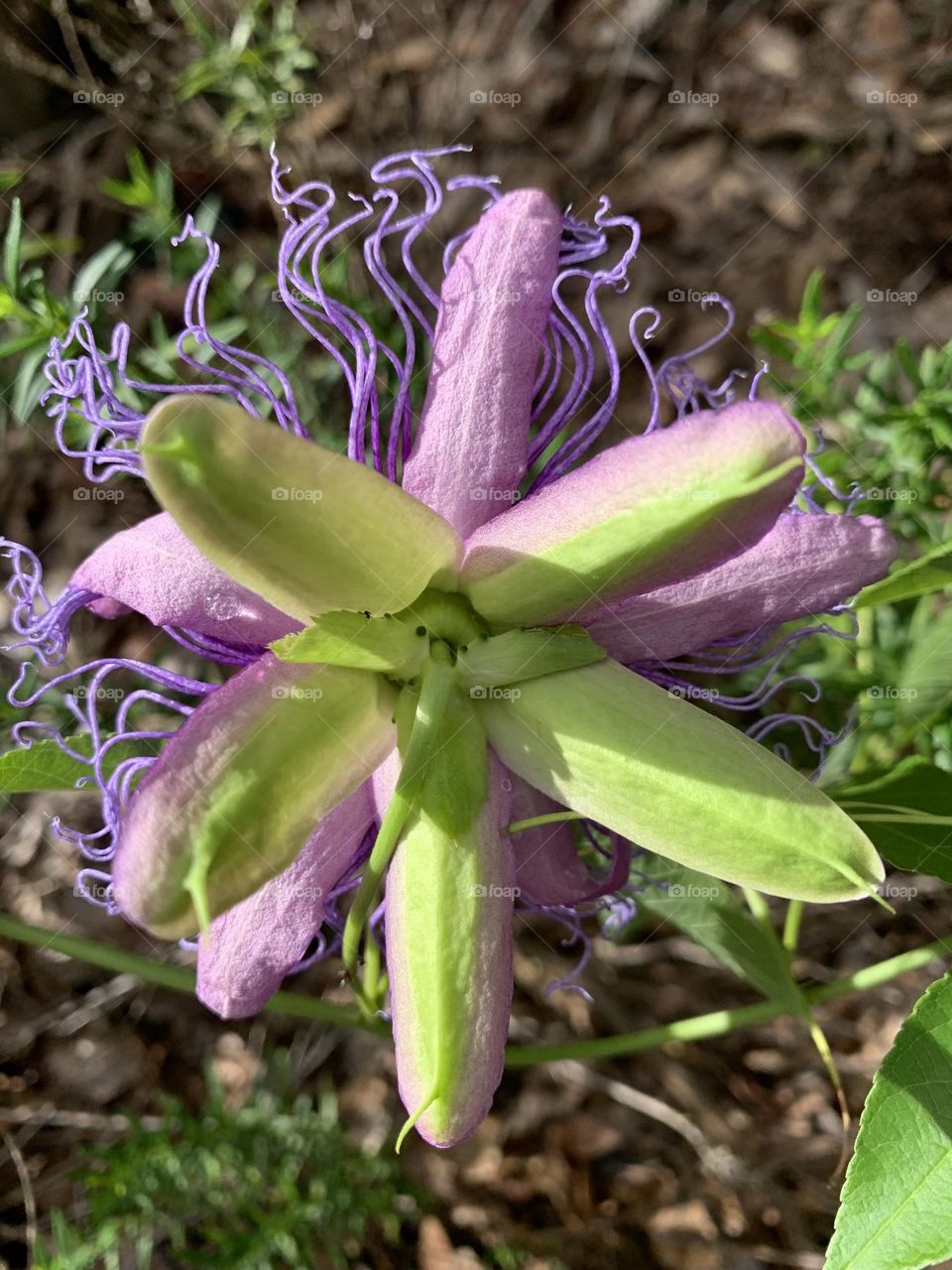 The purple passion-flower is a herbaceous vine, 25 foot long, which climbs with axillary tendrils or sprawls along the ground. Intricate, three- inch lavender flowers are short-stalked from leaf axils. 