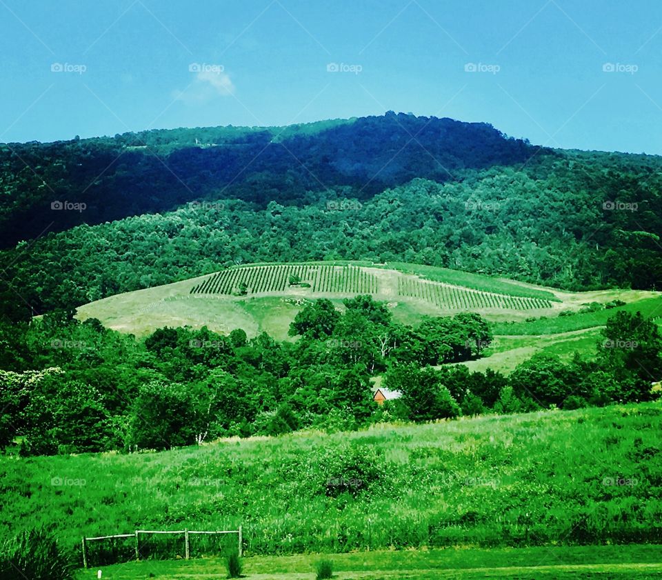  Virginia wine country