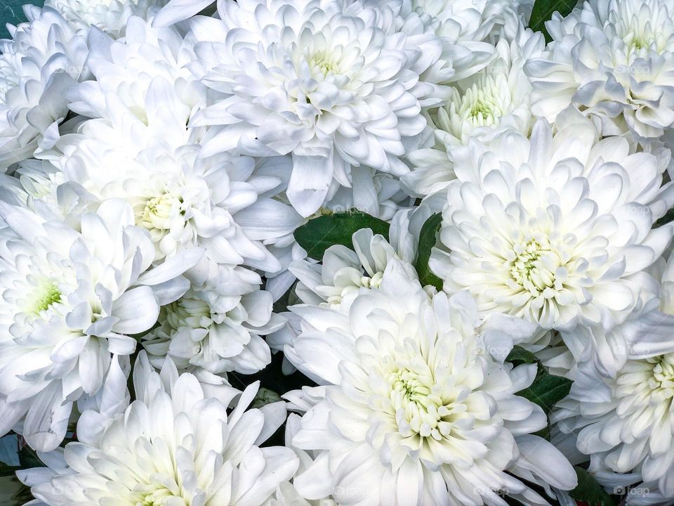 White chrysanthemums