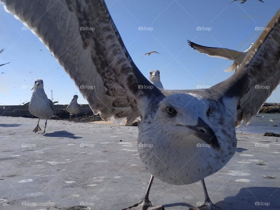 On seagull looking at my camera.