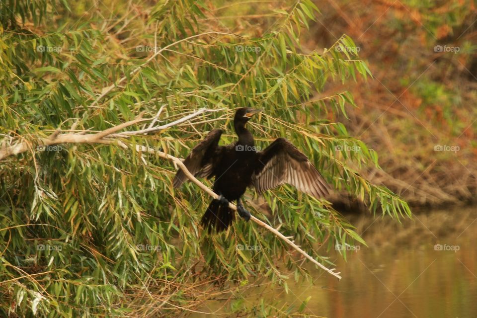 Cormorant 